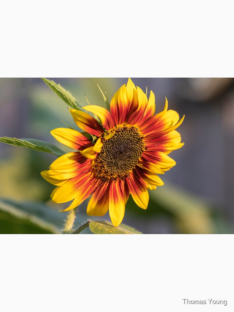 Sunflower 2018-1 by Thomasyoung