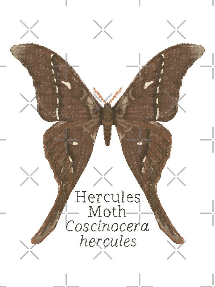 Hercules Moth by WyrdandWoven